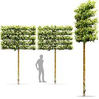 Malus flowering espalier