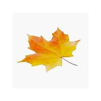 Maple Leaf