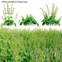 Tellima grandiflora - Fringe cups