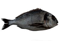 Gilt-head bream