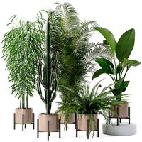 Plants collection 137