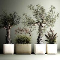 Decorative Old Olive Trees In Concrete Pots