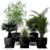 Plants collection 135