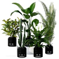 Plants collection 134