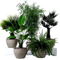 Plants collection 132