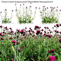 Cirsium rivulare Atropurpureum - Plume thistle Atropurpureum 02