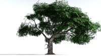 EVERYPlant English Oak LowPoly 1 --16 Models--