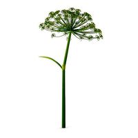 Dill flower