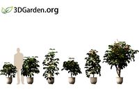 Schefflera Actinophylla - umbrella tree 01