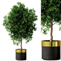 Plants collection 826