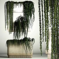 Vertical Gardening Of Wall Plants In Pots
