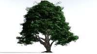 EVERYPlant English Oak 3 --16 Models--