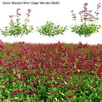 Salvia Wendy Wish - Sage Wendy Wish