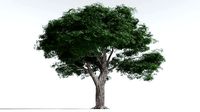 EVERYPlant English Oak 2 --16 Models--