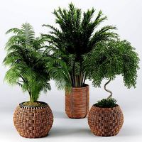 Indoor Plants set 20