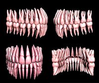 Anatomic Teeth with Roots Upper Lower Arch 3D Model