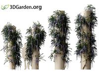 Wisteria sinensis - Chinese wisteria 02