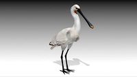 Spoonbill