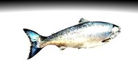 Animated and Rigged Swimming Salmon Fish
