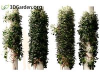 Hydrangea anomala - climbing hydrangea 01