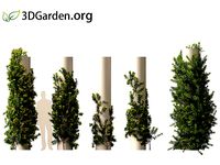 Allamanda schottii Compacta - bush allamanda 01