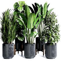 indoor plant set 300 plant ravenala ficus rubbery monstera