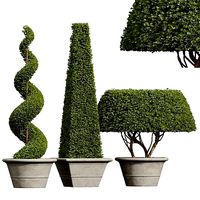New Plant Ficus Concinna Bonsai Pruned14