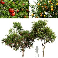 Citrus Sinensis Orange Arancio and Punica Granatum Pomegranate