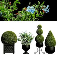 Ceratostigma Plumbaginoides Bleiwurz Concinna Bonsai Pruned