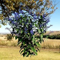 Salvia guaranitica