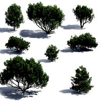 Pinus Mugo Set