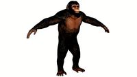 Chimpanzee