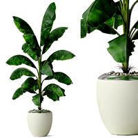 Plants collection 818
