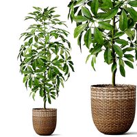 Plants collection 812