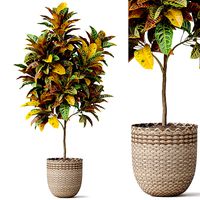 Plants collection 811