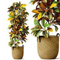 Plants collection 810