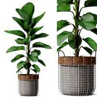 Plants collection 801