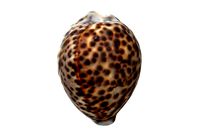 Sea Shell