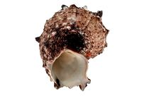 Sea Shell