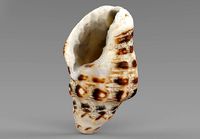 Sea Shell