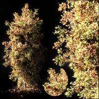 Autumn tree002