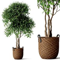 Plants collection 782