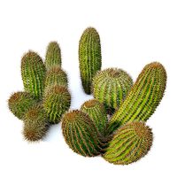 Ferocactus pilosus  02