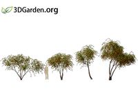 Callistemon viminalis - weeping bottlebrush 01