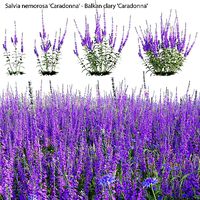 Salvia nemorosa Caradonna - Balkan clary Caradonna