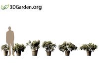 Gardenia jasminoides - cape jasmine 01