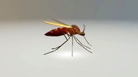 Mosquito Blood Sucked Culex