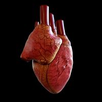 3D model of rigged heart