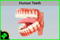 Human Teeth