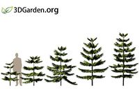 Araucaria heterophylla - norfolk Island pine 05